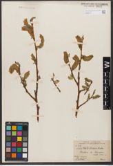 Foto von Salix wallichiana Andersson